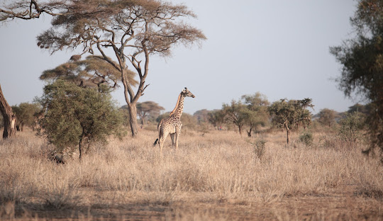 isiolo