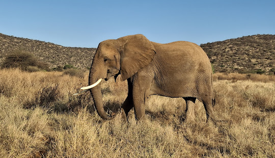 samburu